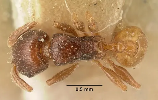 Tetramorium xanthogaster specimen CASENT0101146 image casent0101146_1