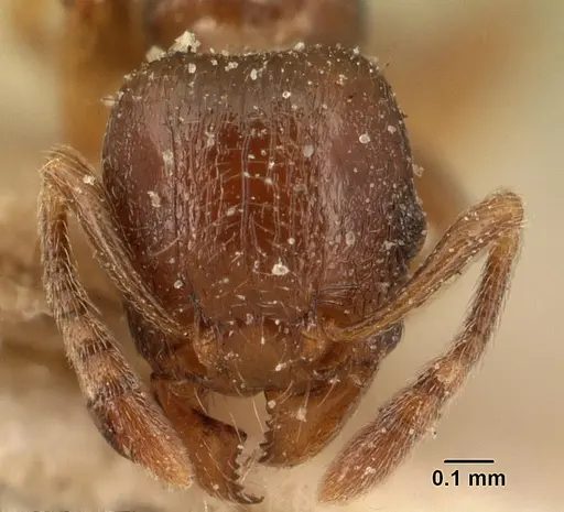 Tetramorium xanthogaster specimen CASENT0101146 image casent0101146_2