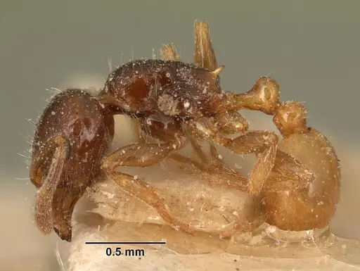 Tetramorium xanthogaster specimen CASENT0101146 image casent0101146_3