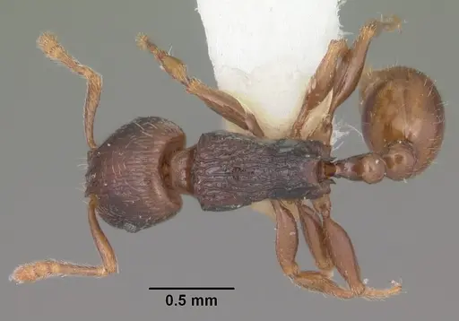 Tetramorium xanthogaster specimen CASENT0102400 image casent0102400_1