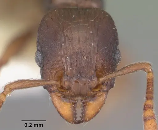 Tetramorium xanthogaster specimen CASENT0102400 image casent0102400_2