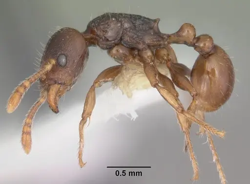 Tetramorium xanthogaster specimen CASENT0102400 image casent0102400_3