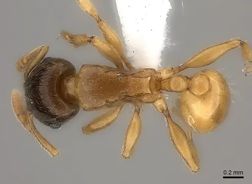 Tetramorium xanthogaster specimen CASENT0189134 image casent0189134_1