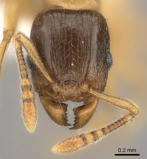 Tetramorium xanthogaster specimen CASENT0189134 image casent0189134_2