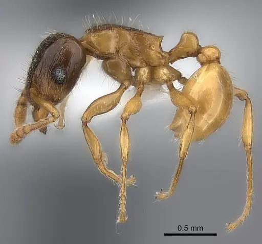Tetramorium xanthogaster specimen CASENT0189134 image casent0189134_3