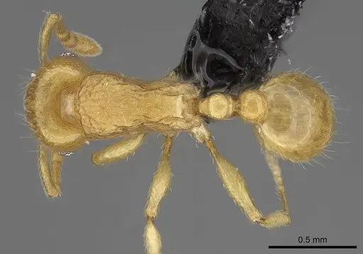 Tetramorium xanthogaster specimen CASENT0218041 image casent0218041_1