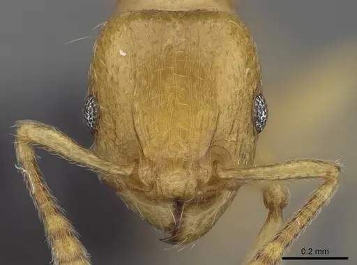Tetramorium xanthogaster specimen CASENT0218041 image casent0218041_2