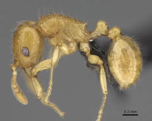Tetramorium xanthogaster specimen CASENT0218041 image casent0218041_3