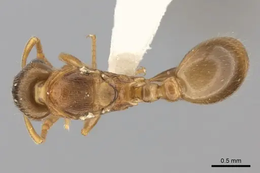 Tetramorium xanthogaster specimen CASENT0415152 image casent0415152_1