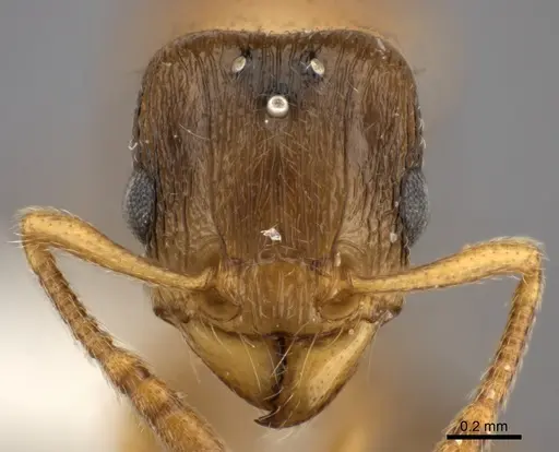Tetramorium xanthogaster specimen CASENT0415152 image casent0415152_2