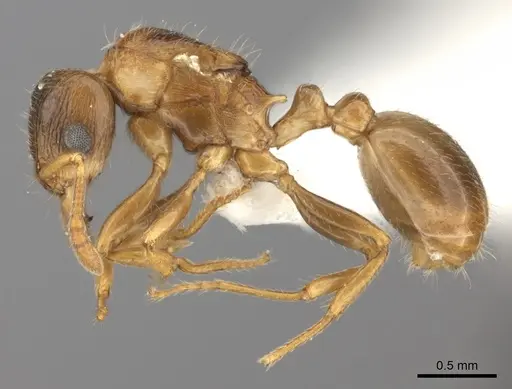 Tetramorium xanthogaster specimen CASENT0415152 image casent0415152_3