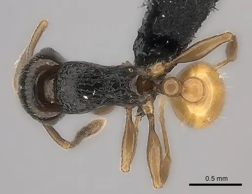 Tetramorium xanthogaster specimen CASENT0485100 image casent0485100_1