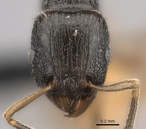 Tetramorium xanthogaster specimen CASENT0485100 image casent0485100_2