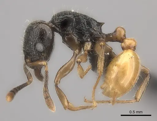 Tetramorium xanthogaster specimen CASENT0485100 image casent0485100_3