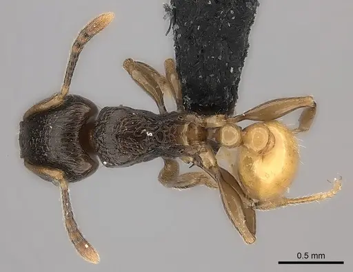 Tetramorium xanthogaster specimen CASENT0491748 image casent0491748_1