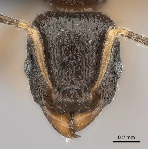 Tetramorium xanthogaster specimen CASENT0491748 image casent0491748_2