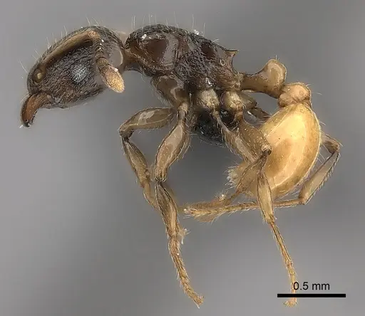 Tetramorium xanthogaster specimen CASENT0491748 image casent0491748_3
