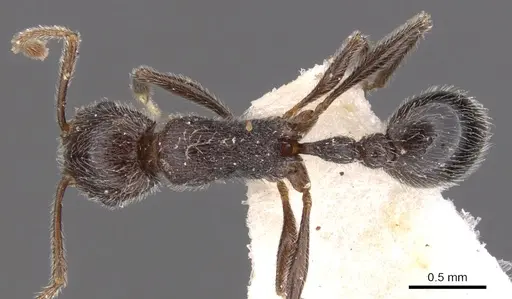 Tetramorium xuthum specimen CASENT0901251 image casent0901251_1