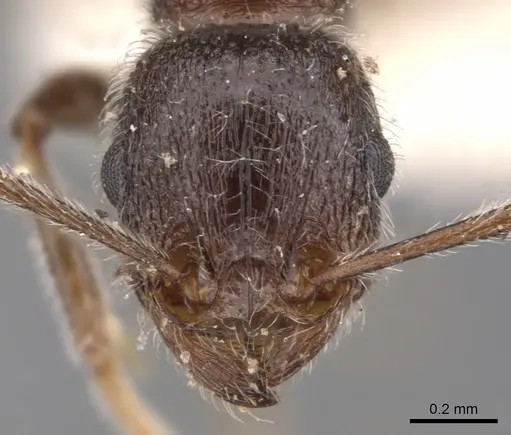 Tetramorium xuthum specimen CASENT0901251 image casent0901251_2
