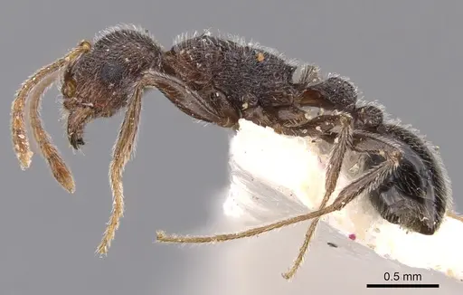 Tetramorium xuthum specimen CASENT0901251 image casent0901251_3