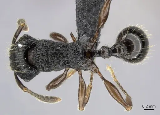 Tetramorium yammer specimen CASENT0042832 image casent0042832_1