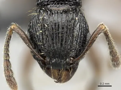 Tetramorium yammer specimen CASENT0042832 image casent0042832_2