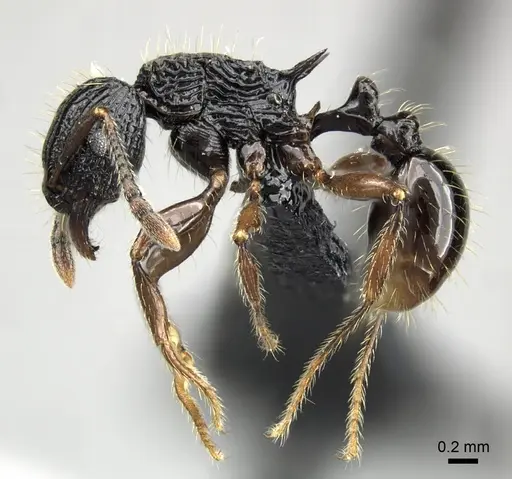 Tetramorium yammer specimen CASENT0042832 image casent0042832_3
