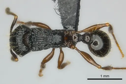 Tetramorium yammer specimen CASENT0499759 image casent0499759_1