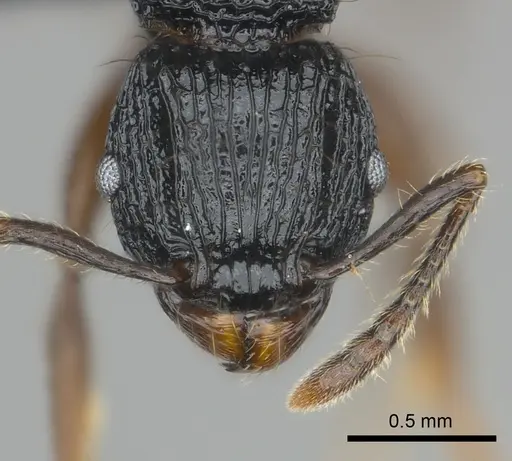 Tetramorium yammer specimen CASENT0499759 image casent0499759_2
