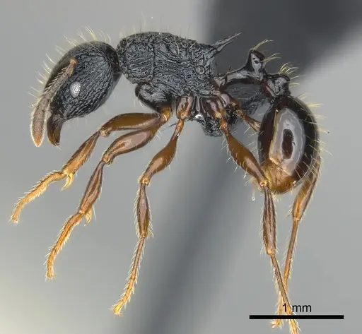Tetramorium yammer specimen CASENT0499759 image casent0499759_3
