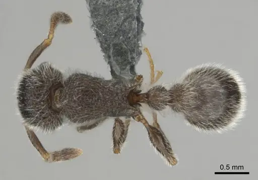 Tetramorium yarthiellum specimen CASENT0257197 image casent0257197_1