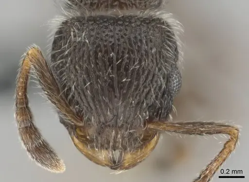Tetramorium yarthiellum specimen CASENT0257197 image casent0257197_2
