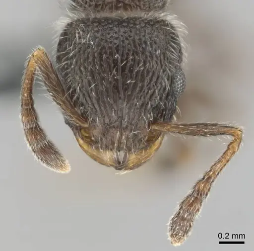 Tetramorium yarthiellum specimen CASENT0257197 image casent0257197_3
