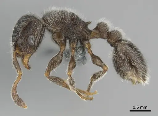 Tetramorium yarthiellum specimen CASENT0257197 image casent0257197_4