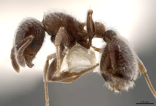 Tetramorium yarthiellum specimen CASENT0845537 image casent0845537_1