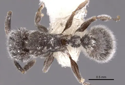 Tetramorium yarthiellum specimen CASENT0901146 image casent0901146_1