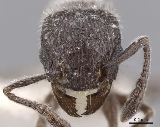 Tetramorium yarthiellum specimen CASENT0901146 image casent0901146_2