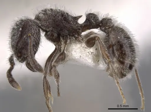 Tetramorium yarthiellum specimen CASENT0901146 image casent0901146_3