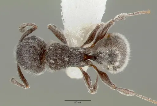 Tetramorium yarthiellum specimen CASTYPE12545 image castype12545_1