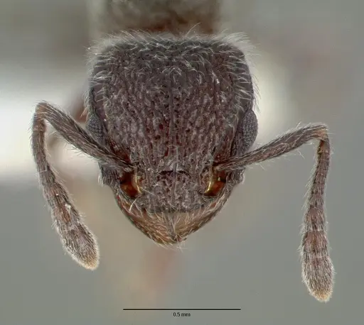 Tetramorium yarthiellum specimen CASTYPE12545 image castype12545_2