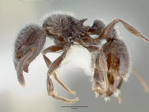 Tetramorium yarthiellum specimen CASTYPE12545 image castype12545_3