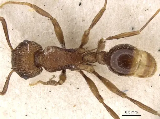 Tetramorium yerburyi specimen CASENT0280880 image casent0280880_1
