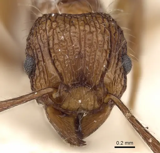 Tetramorium yerburyi specimen CASENT0280880 image casent0280880_2