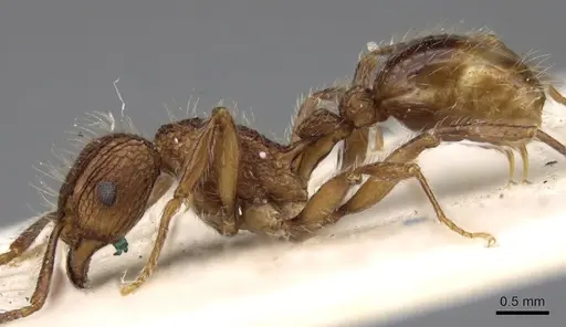 Tetramorium yerburyi specimen CASENT0280880 image casent0280880_3