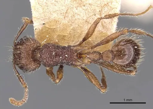 Tetramorium yerburyi specimen CASENT0909188 image casent0909188_1
