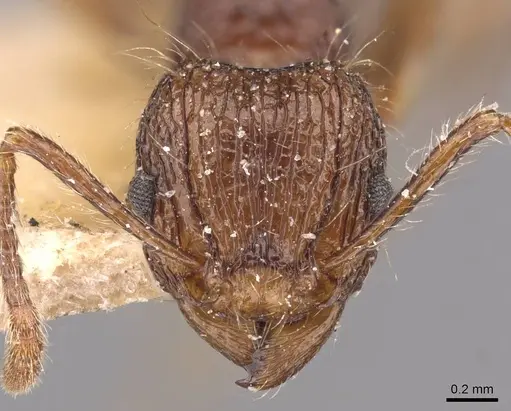 Tetramorium yerburyi specimen CASENT0909188 image casent0909188_2