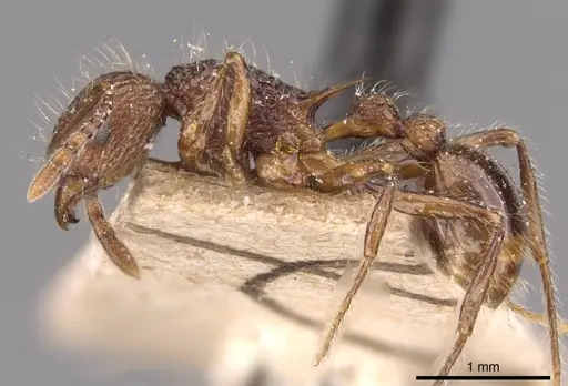 Tetramorium yerburyi specimen CASENT0909188 image casent0909188_3