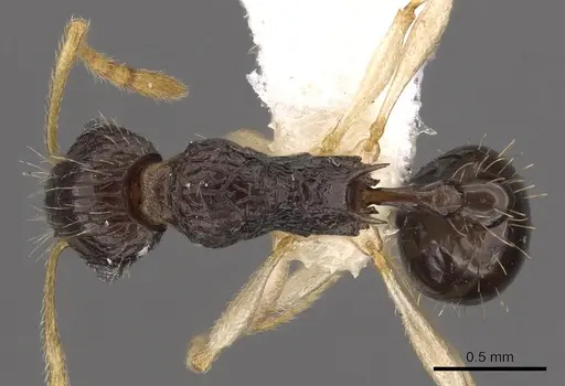 Tetramorium youngi specimen CASENT0901192 image casent0901192_1