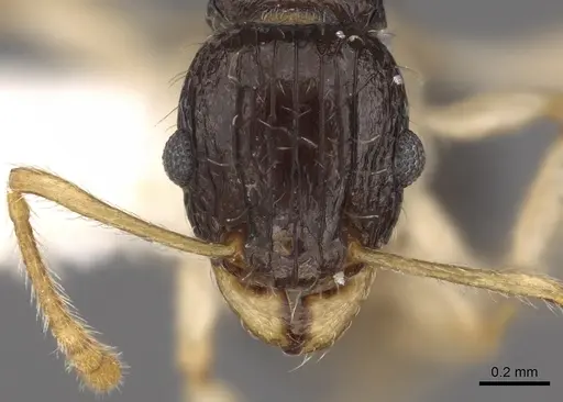 Tetramorium youngi specimen CASENT0901192 image casent0901192_2
