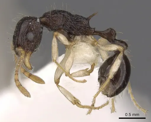 Tetramorium youngi specimen CASENT0901192 image casent0901192_3